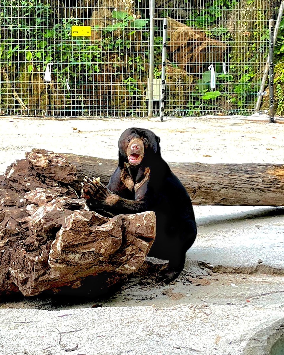 Did you know that sun bears are the smallest bear species in the world?🐻

That just makes them even cuter! 

#SunwayLostWorldOfTambun
#AwesomeMoments
#STPStudios
#PlayWithConfidence
#StayWithConfidence