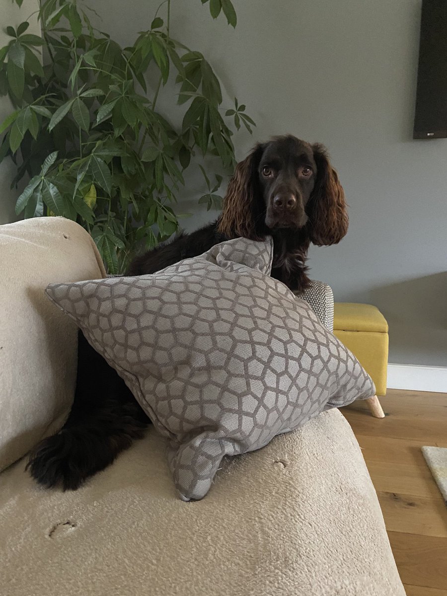CoulierAmanda's tweet photo. @LorraiSzeremeta … I didn’t touch the cushion! https://t.co/dd8HpX6zGc