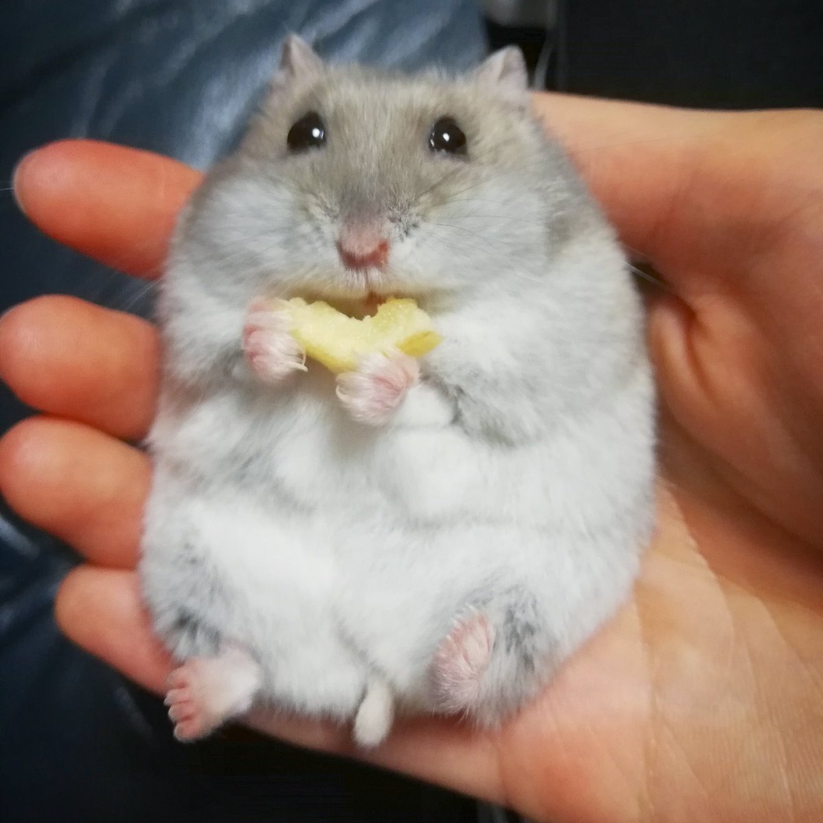 Ham_NanoPig's tweet photo. 昨日チャコちゃんが虹の橋を渡りました🌈 目を閉じ穏やかな表情でただ寝ているかのように。あと2週間で3歳でした。
楽しい時も悲しい時も、変わらず側にいて癒して支えてくれた、ちっちゃいけど大きな存在。最高の相棒です。

かなり待たせるけど、必ず会いに行くからね🌻またね🐹 https://t.co/mwpJfXk1w0