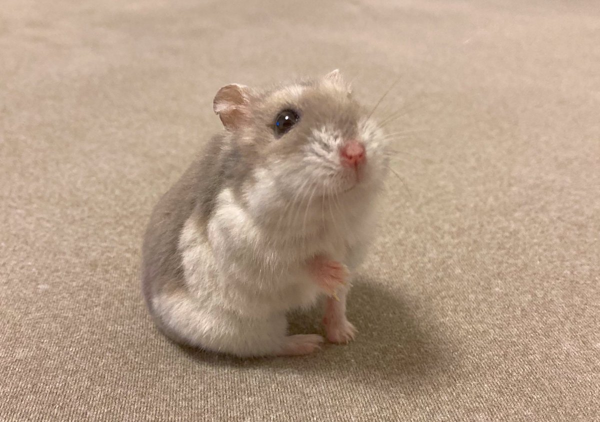 Ham_NanoPig's tweet photo. 昨日チャコちゃんが虹の橋を渡りました🌈 目を閉じ穏やかな表情でただ寝ているかのように。あと2週間で3歳でした。
楽しい時も悲しい時も、変わらず側にいて癒して支えてくれた、ちっちゃいけど大きな存在。最高の相棒です。

かなり待たせるけど、必ず会いに行くからね🌻またね🐹 https://t.co/mwpJfXk1w0