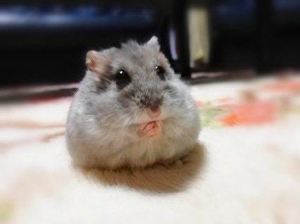 Ham_NanoPig's tweet photo. 昨日チャコちゃんが虹の橋を渡りました🌈 目を閉じ穏やかな表情でただ寝ているかのように。あと2週間で3歳でした。
楽しい時も悲しい時も、変わらず側にいて癒して支えてくれた、ちっちゃいけど大きな存在。最高の相棒です。

かなり待たせるけど、必ず会いに行くからね🌻またね🐹 https://t.co/mwpJfXk1w0