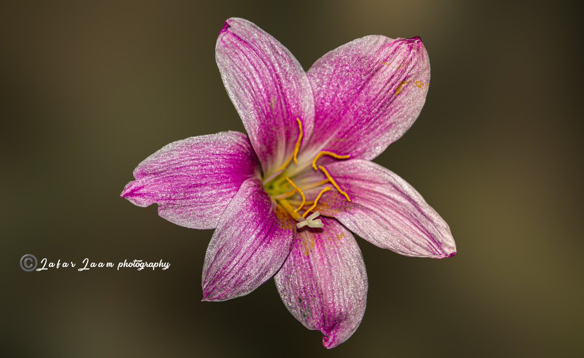 Flower 

instagram.com/jafarjaam123?i…

#jafarGraphy #Canonpakistan #CanonExplorerOfLight #LivefortheStory #ShotOnCanon #foundation #charity  #orphanage #orphan #orphanschool #orphanageschool #charityevents #school #kidsschool #schoolsinpakistan #pakistanschool