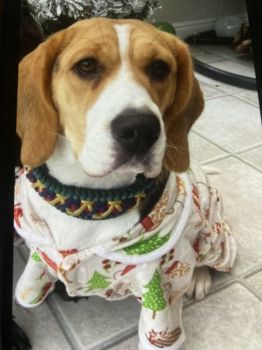 Lola is still missing, please help Uk friends, it’s been 13 days now, please retweet, merci 😔🐾🐾