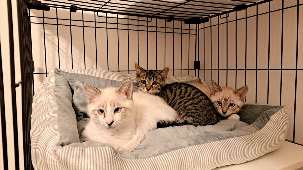 保護猫ラテ、モカ、のあ三姉妹(ФωФ)(元シンガプーラのリナさん) tweet media