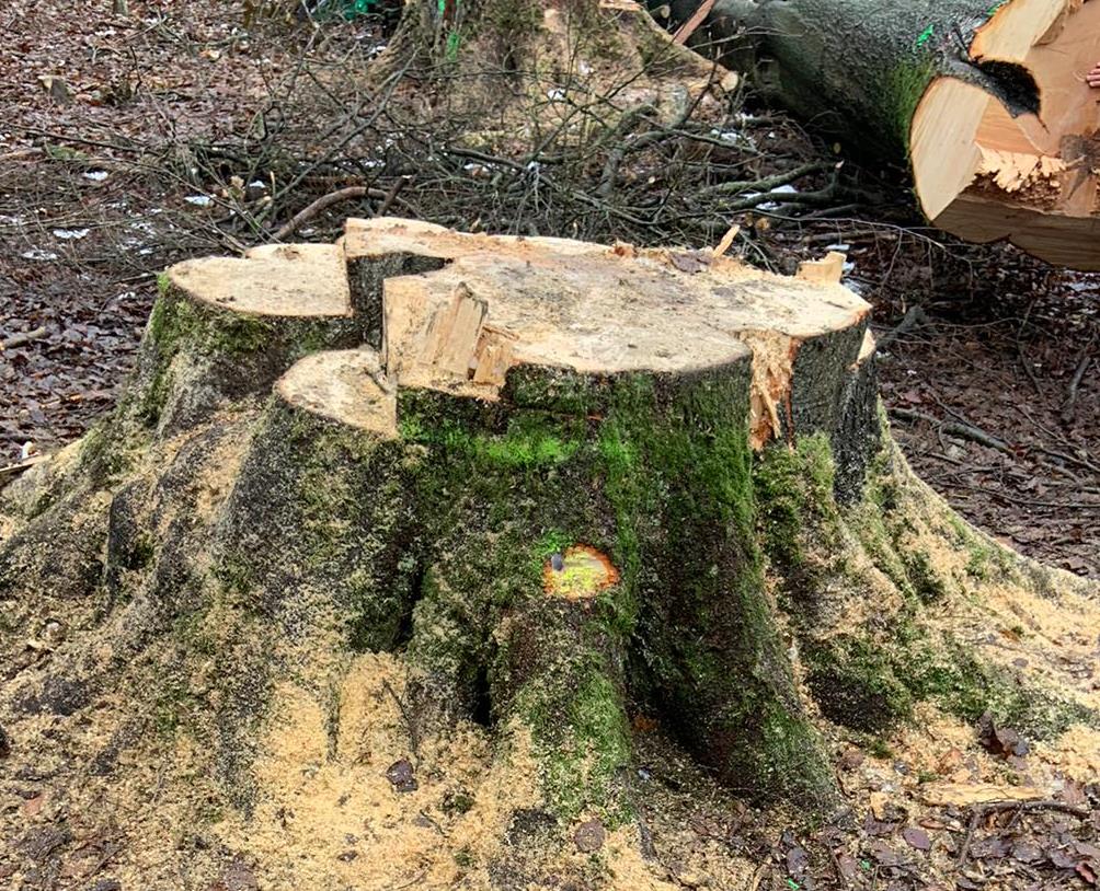 danni-lebt.de/widerstand/ska… Heute im #Skandalkalender: Zusätzliche Rodungen ohne Wiederaufforstungsverpflichtung. Mehr als 8 Hektar Wald werden nicht wieder aufgeforstet! Dennoch sieht die Planfeststellungsbehörde die Belange des Waldes ausreichend gewahrt ... #a49illegal