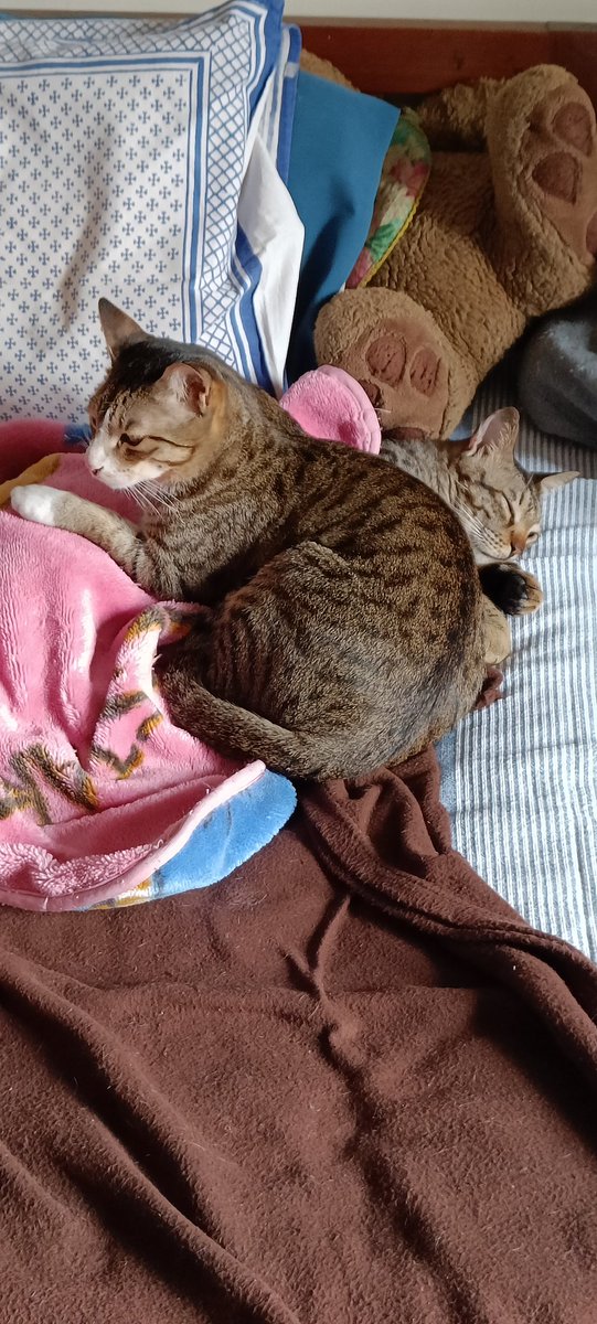 KittuTheTabby's tweet photo. Brothers make good pillows
#cats_of_instagram #catsofweek @catsofinstagram #catsoftwitter #catstagram #caturday #catsnapping #catsnap #catsnuggling #catsnuggles #catsnugglesarethebest #catsarefamily #catslivesmatter #catsareforlife #petsareforlife #petsarefamily #adoptdontshop https://t.co/A7Imhzodgo