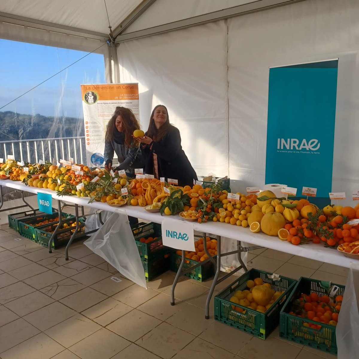 INRAE_Corse's tweet photo. 4 fév. @FeteDesAgrumes le stand se prépare. Venez découvrir la diversité variétale des #agrumes. Les agents du #CRBCitrus vous parleront des 1100 variétés agrumes, histoire, des croisements ! @TorreAndr @INRAE_DipSO @INRAE_France @cirad @IsulaCorsica @cracorsica20 A suivre … https://t.co/18IEKi1Ki5