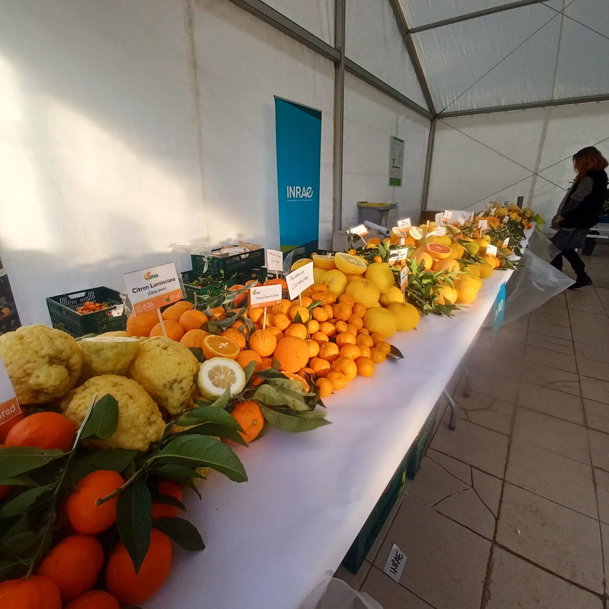 INRAE_Corse's tweet photo. 4 fév. @FeteDesAgrumes le stand se prépare. Venez découvrir la diversité variétale des #agrumes. Les agents du #CRBCitrus vous parleront des 1100 variétés agrumes, histoire, des croisements ! @TorreAndr @INRAE_DipSO @INRAE_France @cirad @IsulaCorsica @cracorsica20 A suivre … https://t.co/18IEKi1Ki5