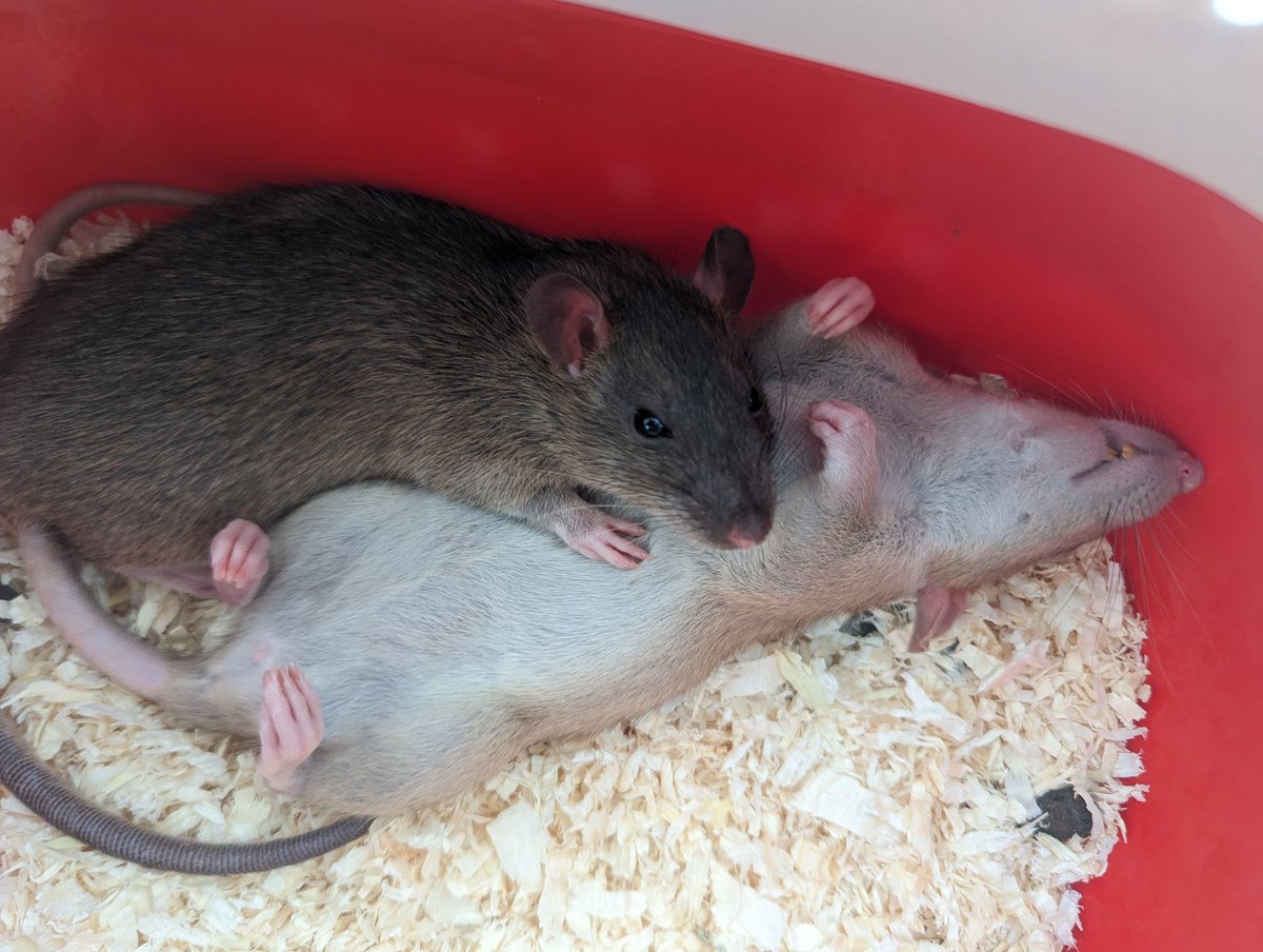GingerbreadRats's tweet photo. Some major changes happening at Gingerbread Rats this year but for today I am show bound with my rabble to @MRCrats. It's going to be a good day. https://t.co/kzfSjDyGPk