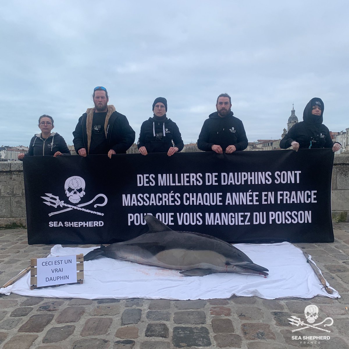 SeaShepherdFran's tweet photo. Nous exposons en ce moment à La Rochelle le dauphin capturé hier en mer par un fileyeur. Nous expliquons au public la problématique, encore méconnue par la plupart des gens. Seule la pression du grand public fera bouger les lignes !! La France doit prendre les mesures d’urgence ! https://t.co/jyQVktThOg