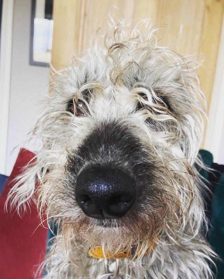 COMPETITION!!! Would you like to win a signed, dedicated golden proof of UNTIL THE ROAD ENDS? Follow and RT to enter. UK only. My independent adjudicator (pictured) will draw a winner on Monday.