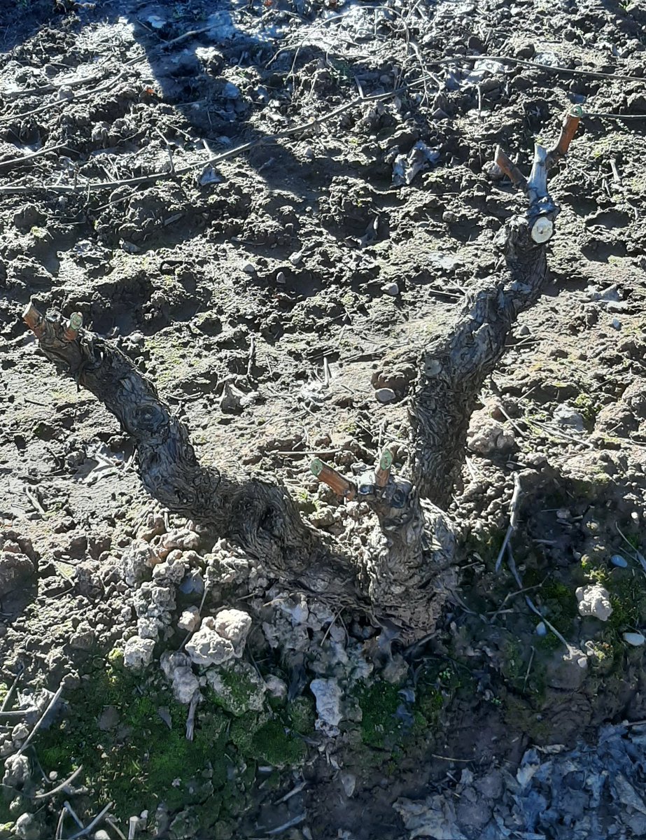 Sergio MB tweet media