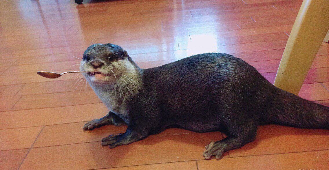 In Otter News.... on Twitter: In Otter News.... on Twitter:
