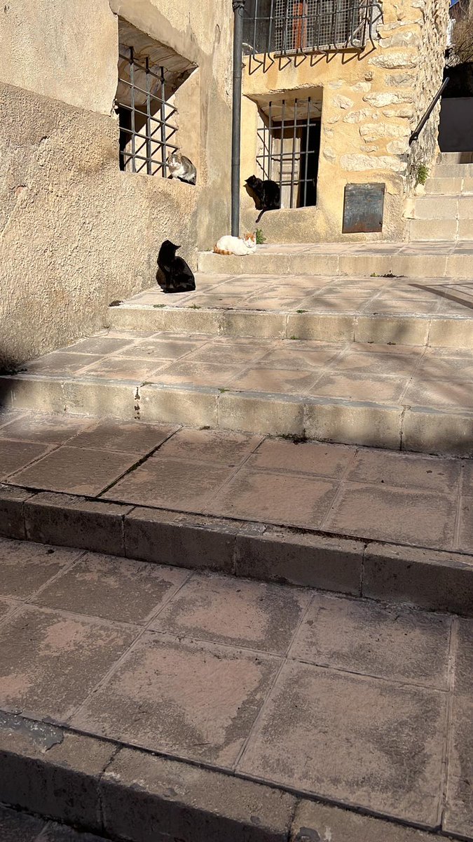 TheBluesHouse's tweet photo. Cats sunbathing in a small Valencian town. https://t.co/oFjyhnsnnp