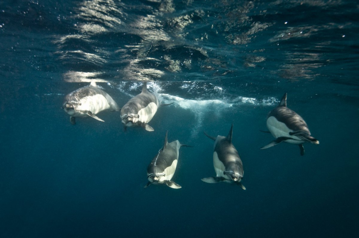 aliwaldive's tweet photo. Are you excited yet? Sardine Run 2023, just around the corner.... #email us dive@aliwalshoal for amazing available packages...divers and non divers #everyone can join. https://t.co/J4Gjgt7O5n