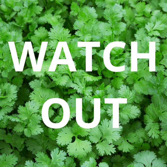 We are anticipating some major difficulties in the incoming #coriandersupply next week. The ongoing poor weather in Spain/Europe is having major impacts on the market, this is expected to last a few weeks.

We will do our very best to source and provide you with the very best!