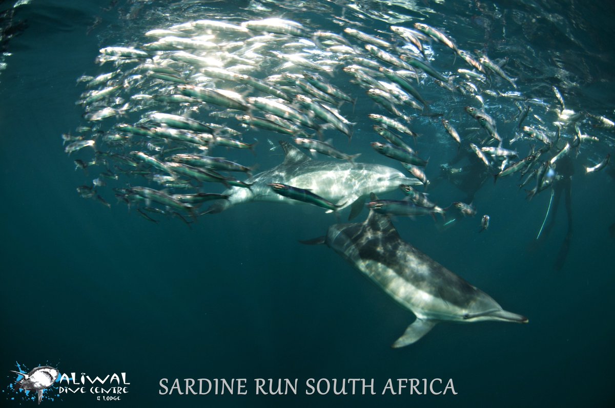 aliwaldive's tweet photo. Are you excited yet? Sardine Run 2023, just around the corner.... #email us dive@aliwalshoal for amazing available packages...divers and non divers #everyone can join. https://t.co/J4Gjgt7O5n