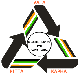 According to ayurveda human life is an integrated manifestation of body( शरीर ), senses (इन्द्रिय- ज्ञानेन्द्रिय+ कर्मेन्द्रिय),Mind( मन), Intellect (बुद्धि), and consciousness(आत्मा). #ayurveda #vatapittakapha #health