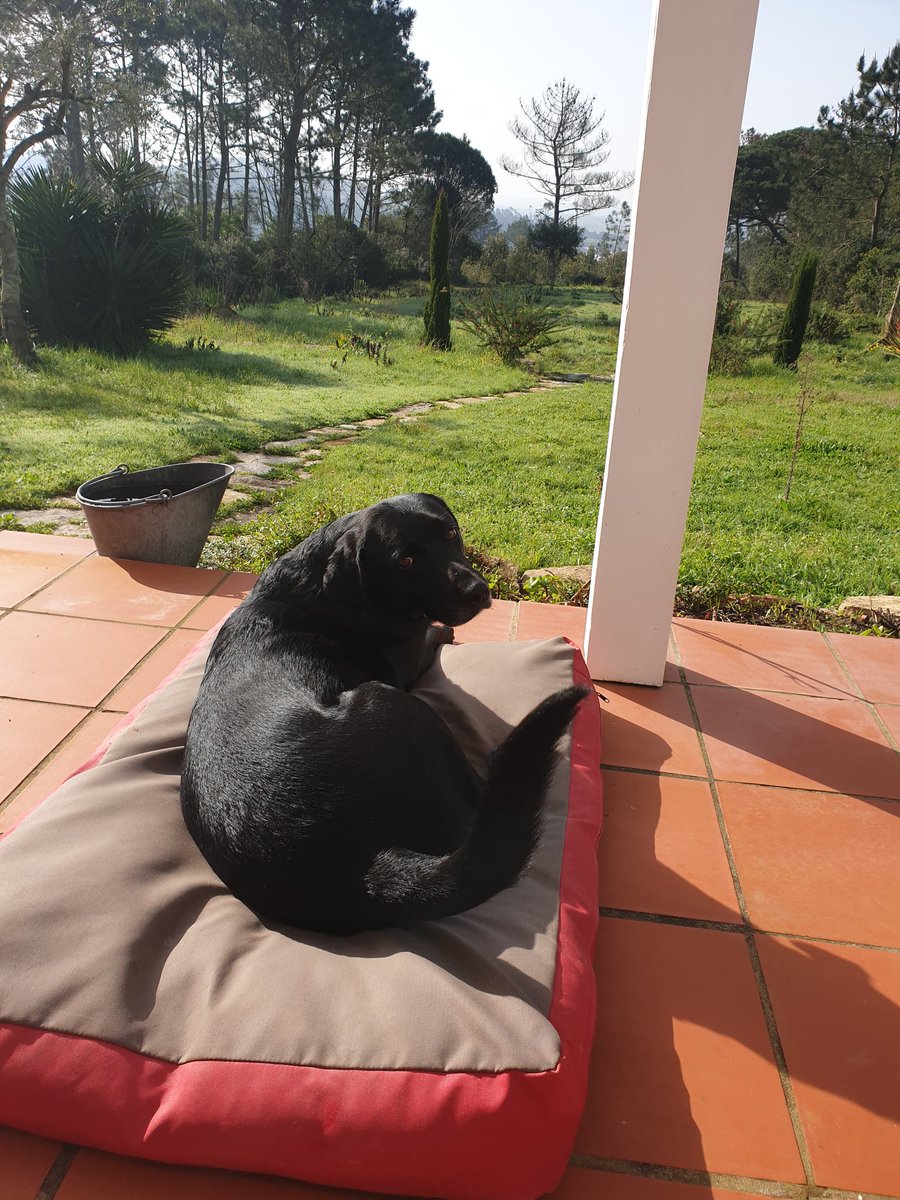 LosAnneke's tweet photo. @LabradorYuki Can I stay here all day🐾🌞 https://t.co/uP5MUIm1F1