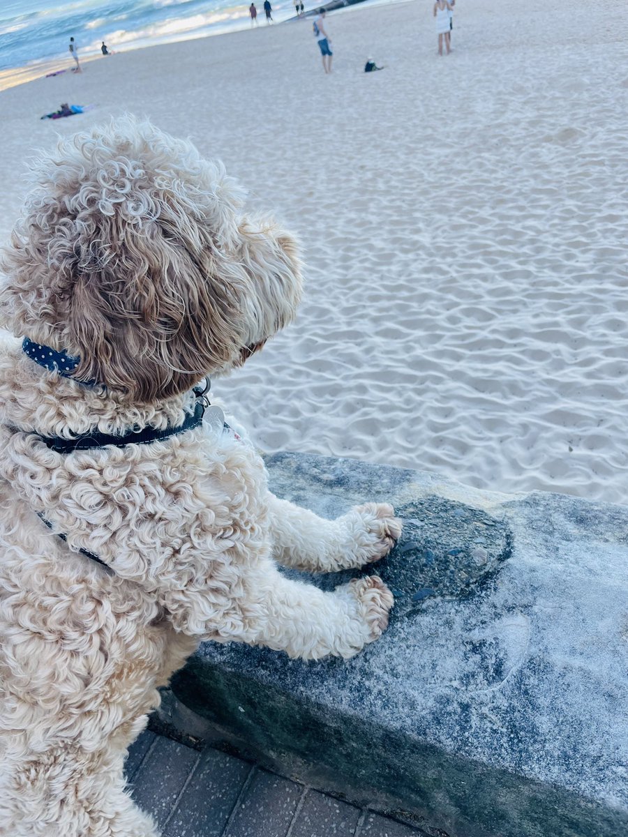 Harry at the beach #australiancobberdog