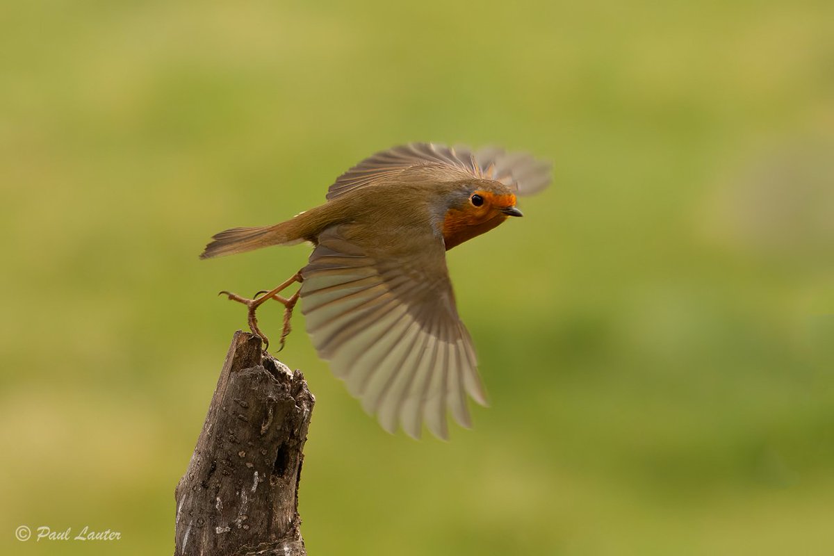 Sometimes everything comes together for a photo. A robin taking to the wing, Lincoln, UK

#wildlifephotography #naturelovers #NaturesWindow #naturephotography #NatureWatch #ukwildlifeimages   #nikonwildlifephotography #bbcspringwatch #bbcwildlifepotd #Robin  #rspb