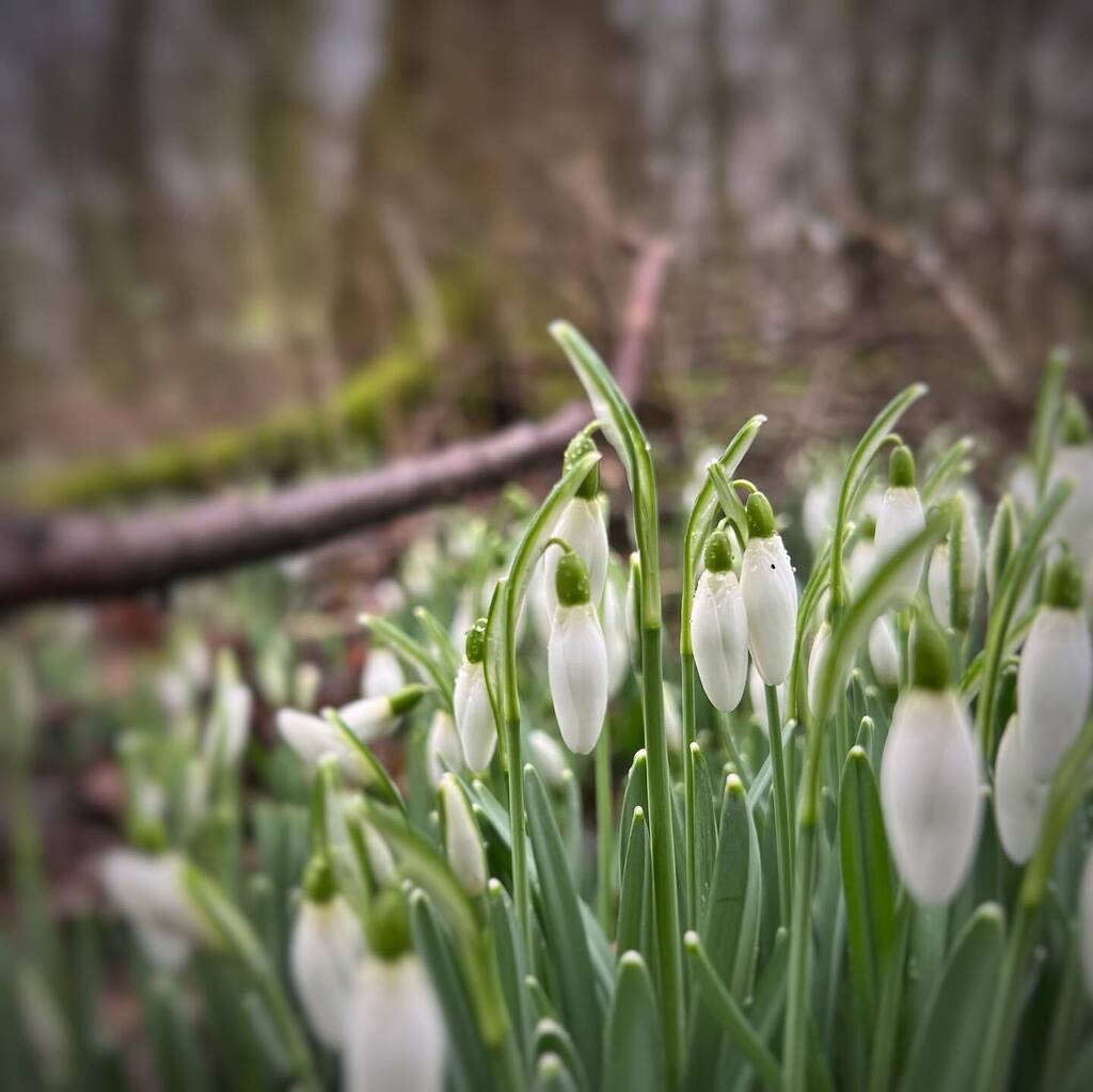 KeizerEllen's tweet photo. Hier word ik blij van
#sneeuwklokjes #lente #balij #buytenhout #photobyme https://t.co/lLsKxzweAy https://t.co/tBbDfrlsAG