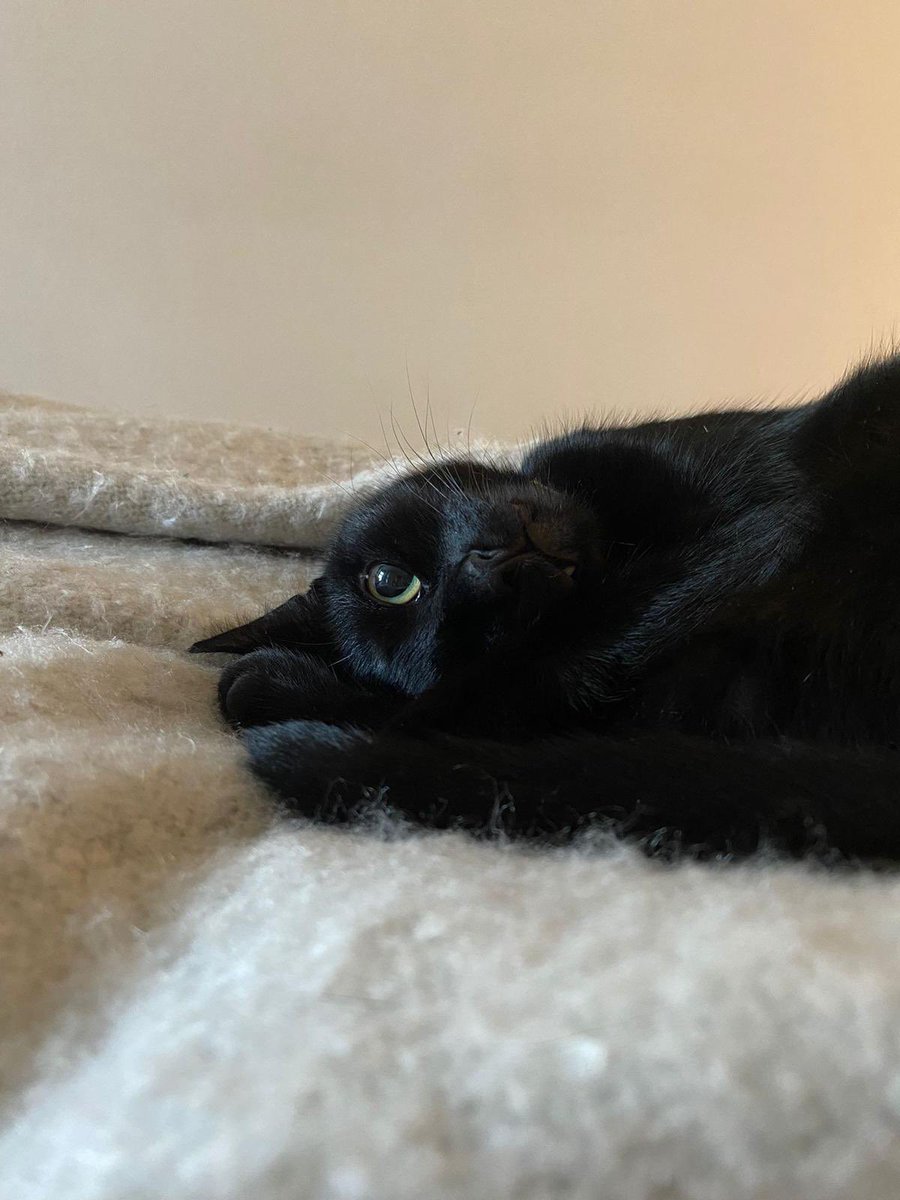🐾 Happy #Caturday ! 🐾