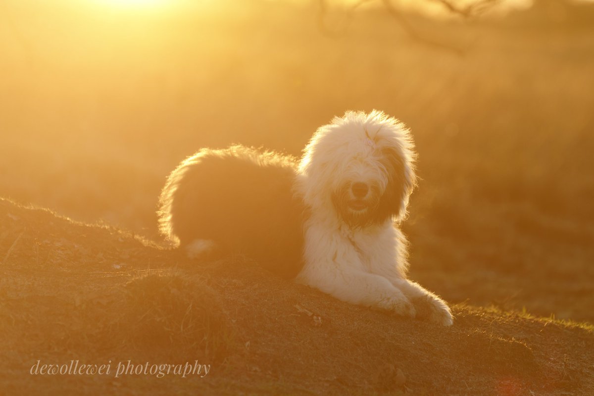 dewollewei's tweet photo. When the sun whispers goodbye in soft gold, it hugs the earth as one beautiful soul.
#oldenglishsheepdog 
#oldenglishsheepdogpup
#oes
#postivequote https://t.co/lYDPMTDexw