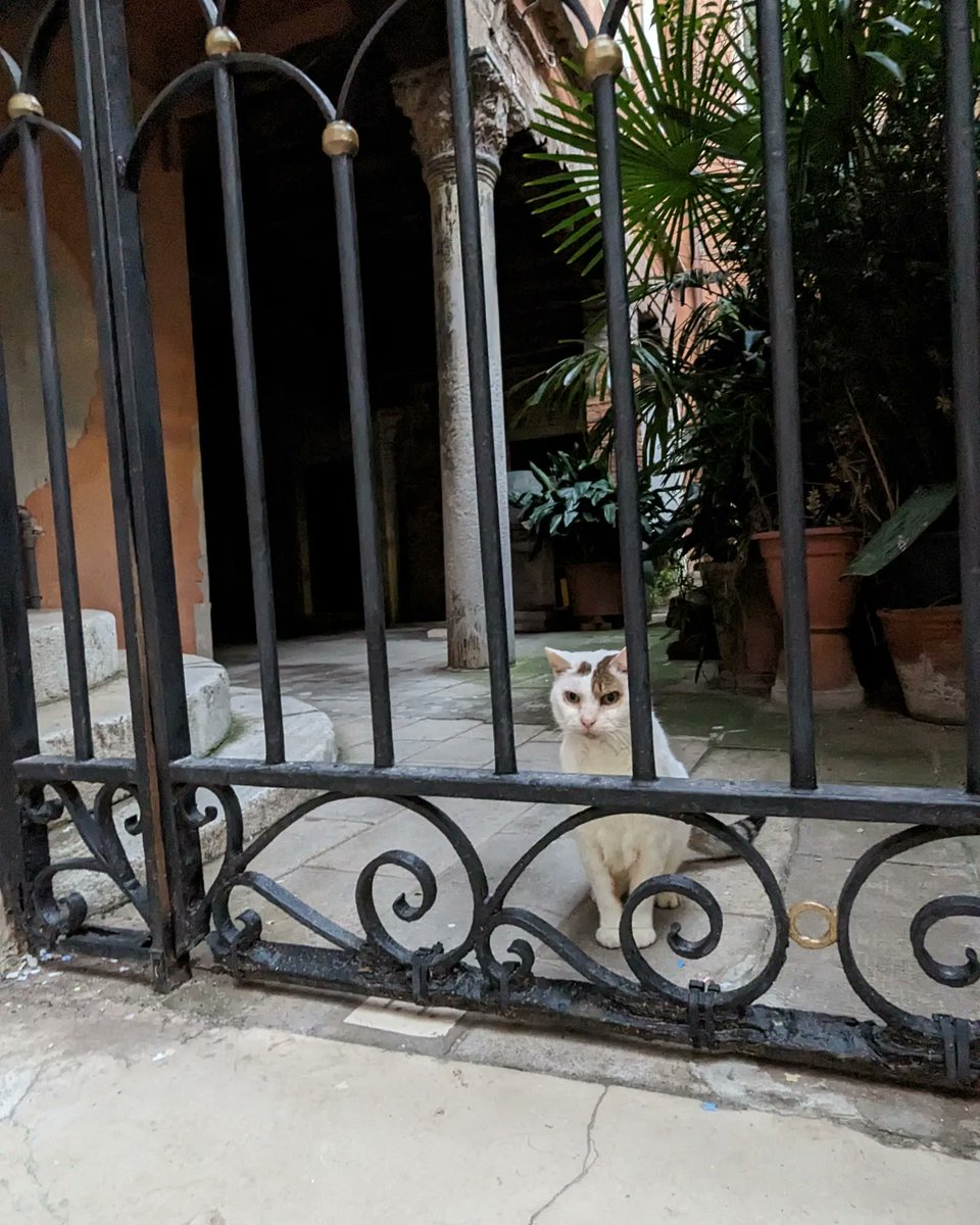 LJ_Pritchard's tweet photo. #CatsOfVenice watching the world go by. #Caturday #CatsOfCastello #CatsOfCannaregio #CatsOfInstagram #Venezia #Venice #LivingOnWater https://t.co/nY0Tid5gga