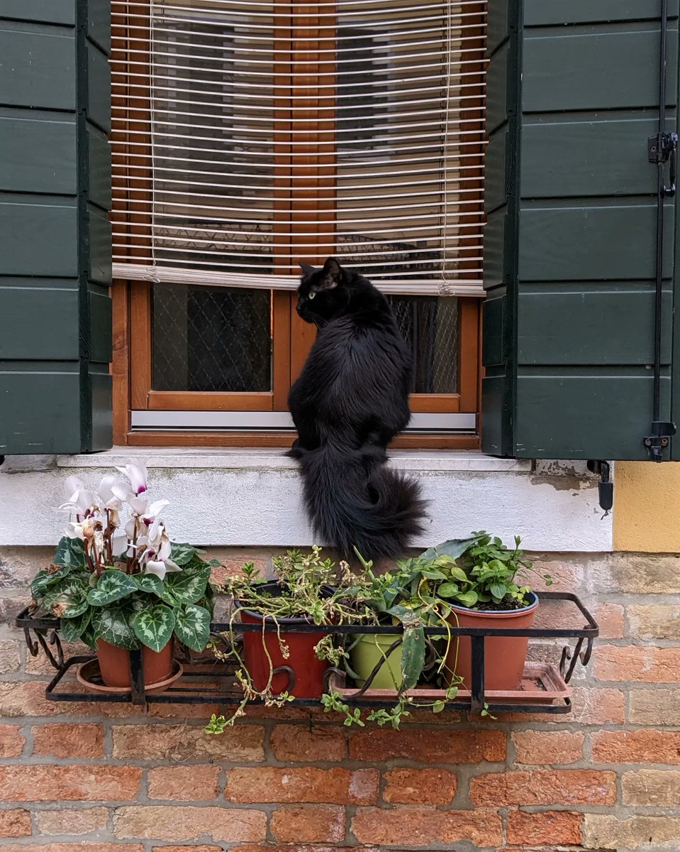 LJ_Pritchard's tweet photo. #CatsOfVenice watching the world go by. #Caturday #CatsOfCastello #CatsOfCannaregio #CatsOfInstagram #Venezia #Venice #LivingOnWater https://t.co/nY0Tid5gga