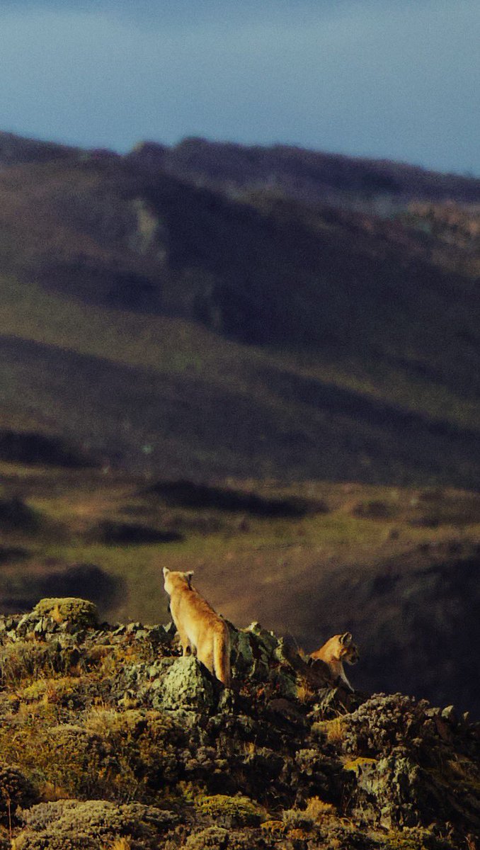 Hello!!! I managed to see 7 pumas in 3 days which was a record. Managed to spot 2 of them (well 4 if you count the cubs that appeared after we spotted mum) 😊