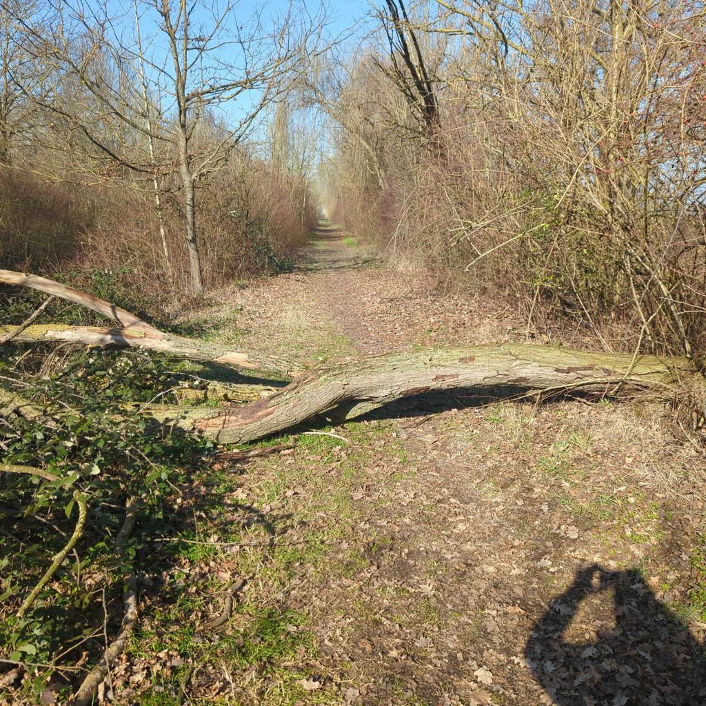 d_palumbo's tweet photo. @comunedigonzaga albero sulla ciclabile da Gonzaga al pascoletto.grazie! https://t.co/zLKK0wegXh