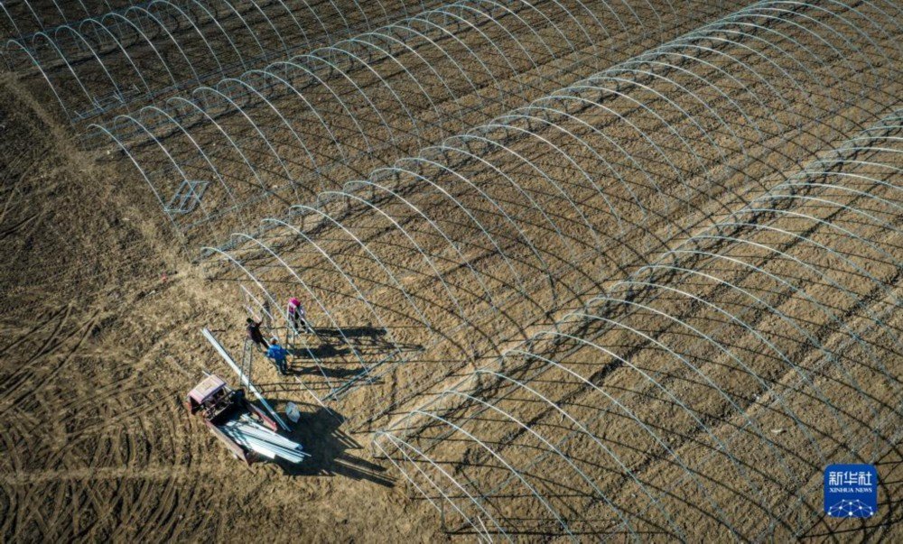 ShuhaiMiao's tweet image. Celebrating the arrival of spring, farmers across China prep for plowing. Workers build steel-frame sheds, graft watermelon seedlings, check seedling growth, &amp;amp; manage agricultural materials. A busy time for all! #SpringPlowing  @ChinaDaily