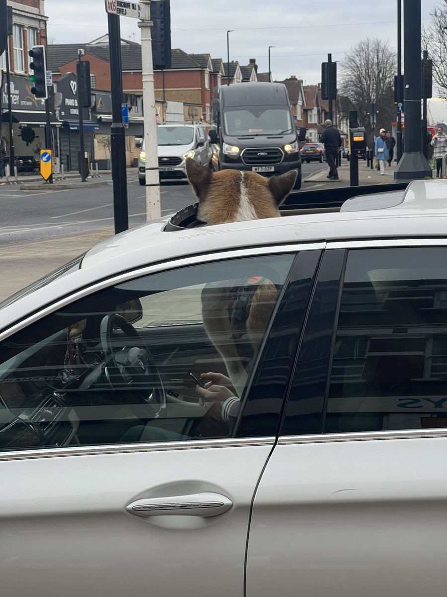 SSPlanetEarth's tweet photo. Just spotted a dog driving AND texting at the same time. Surely that’s illegal ? https://t.co/KqWeEJNXcx