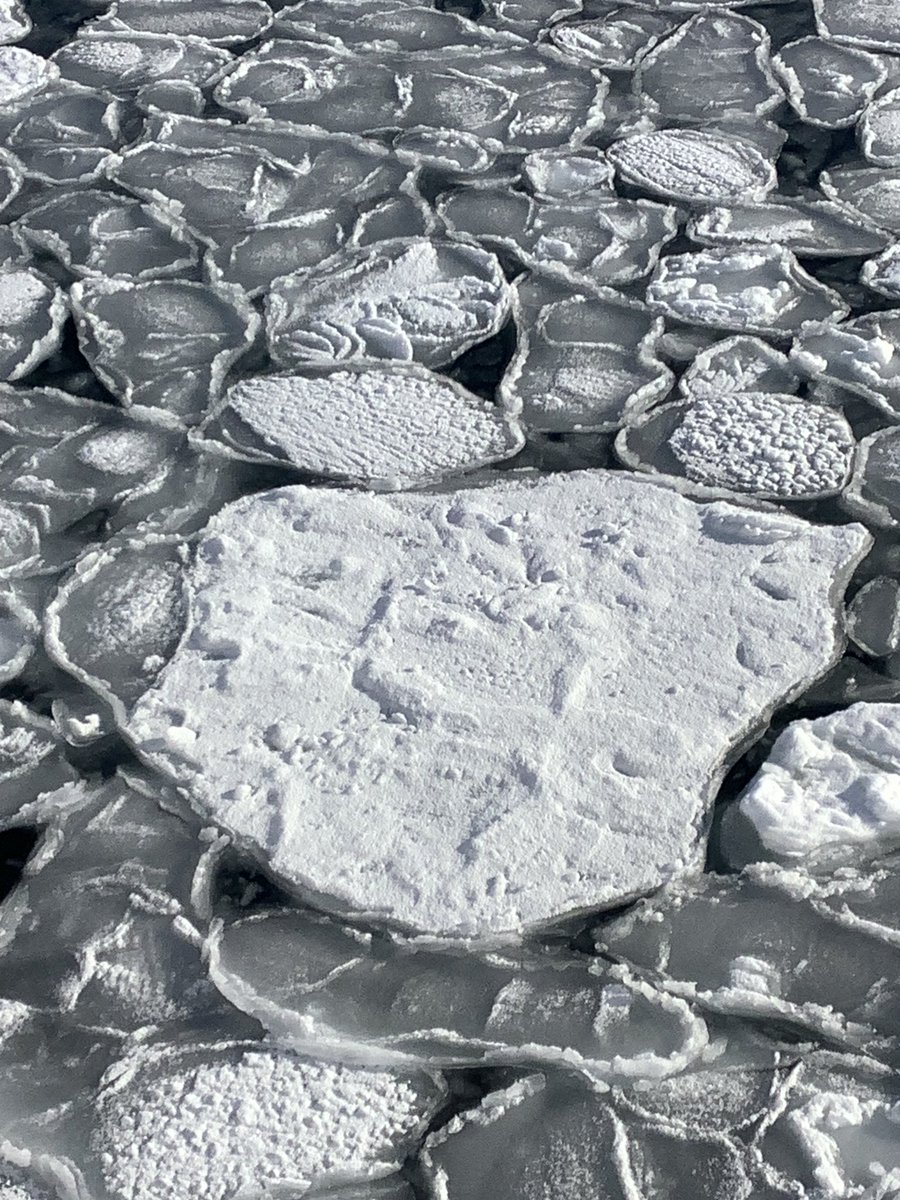 WmFta's tweet photo. とうとう網走に来てしまった！
2日前にやっと流氷初日を迎えたから、流氷薄め
これはこれで面白いし、知床の山々��綺麗に見えて、
双眼鏡越しにオオワシに会えてそこそこ満足です！

次回は接岸を迎えた流氷で水色の流氷を観たいなー
年々、流氷が少なくなっているらしいので早めに行かなければ… https://t.co/YWwKRU5NjR