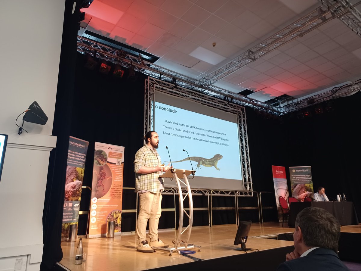 Ben Owens @BangorHerps on the potential origin of guerrilla-released Sand Lizards across Wales, looking amongst us to see who looks guilty #HWM2023