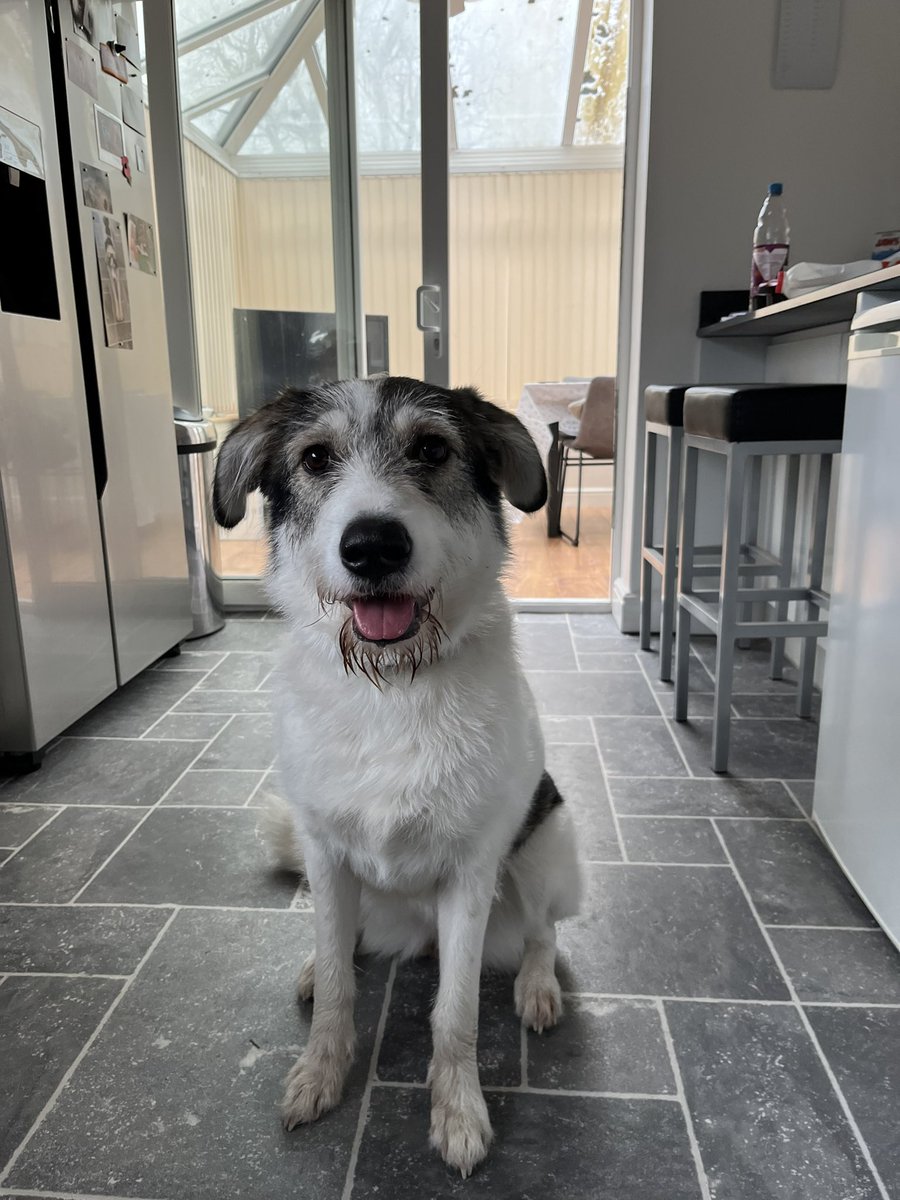 PoppyFrancis13's tweet photo. Post walkies 💜 #dogsoftwitter https://t.co/JD4MYh8I5Q