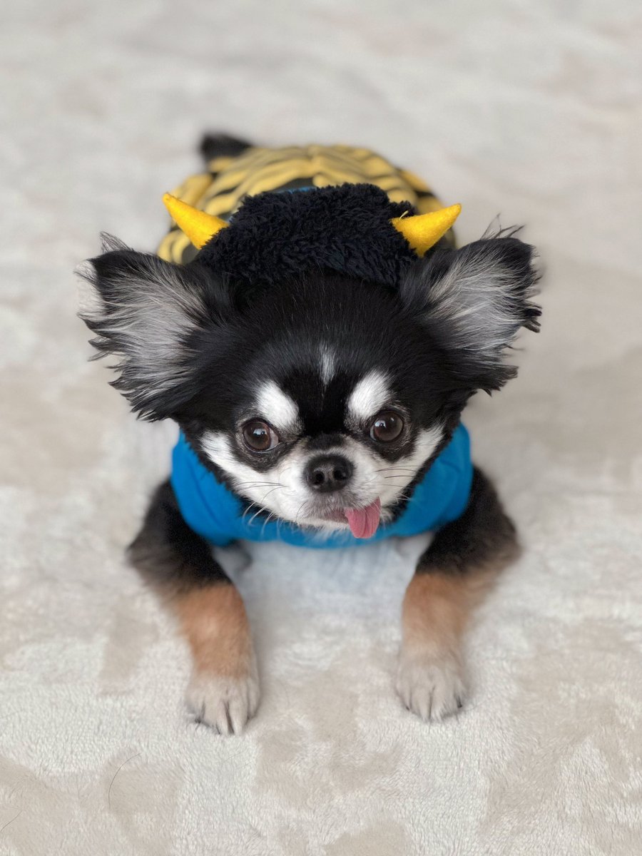nelu_611's tweet photo. 昨日の節分👹💙

去年の服...
1年でまた胴伸びた俺🐖

#節分 
#愛犬 
#チワワ 
#いぬのいる暮らし https://t.co/XYsb8Vsam5
