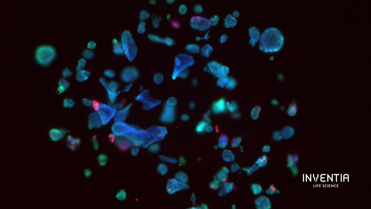 InventiaLifeSci's tweet photo. #WorldCancerDay Let's recognise the role advanced cell models play in cancer research. These models offer a more accurate representation of tumours & mimic human cancer cells. Resulting in new treatments & deeper understanding of cancer biology #CancerResearch #AdvancedCellModels https://t.co/8OEXgQt57B