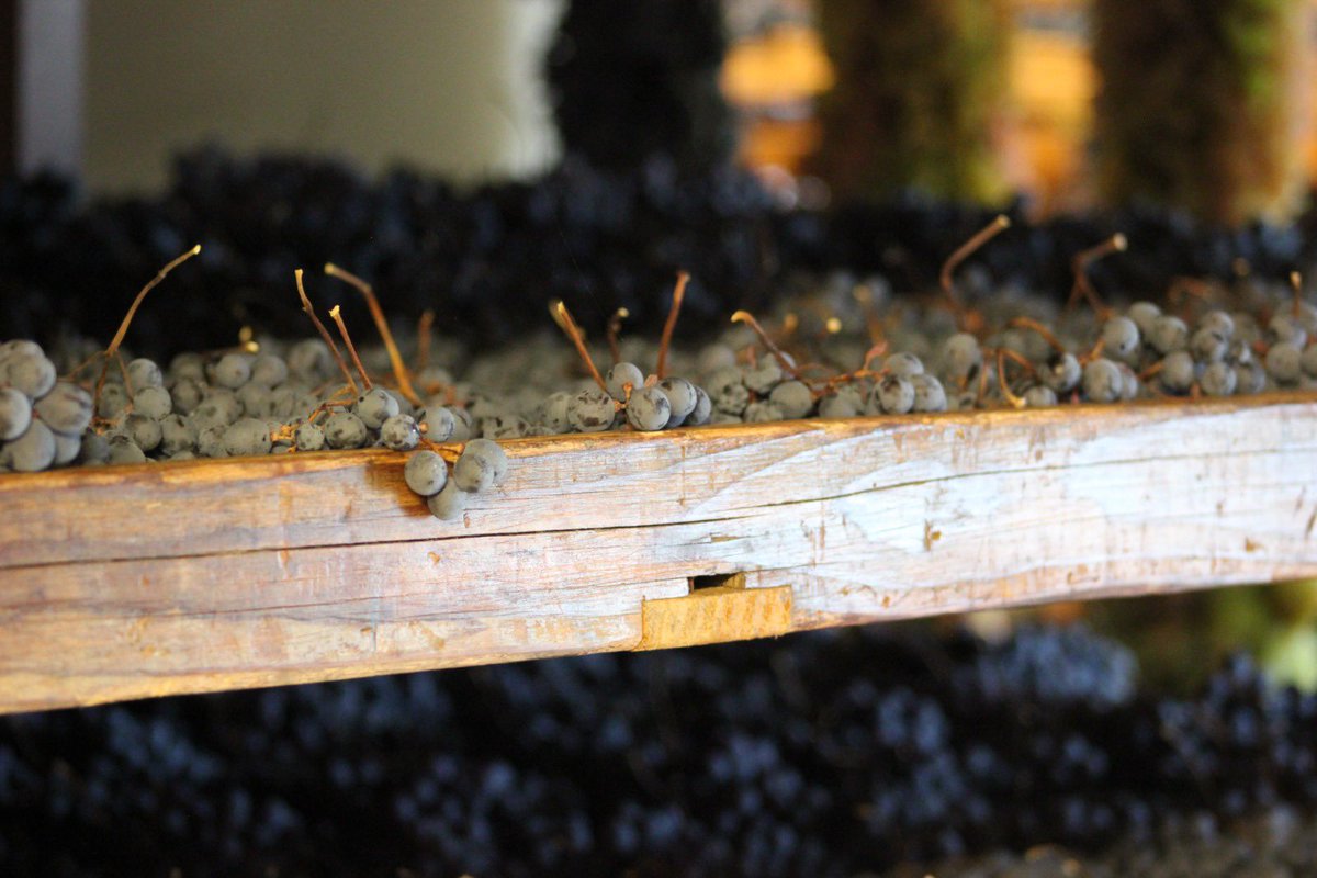 WineNews (@winenewsit) on Twitter photo #AmaroneOperaPrima2023 by <a href="/C_Valpolicella/">Valpolicella Wines</a>, riflettori puntati sull’ultimo step della #candidatura della #tecnicasecolare della messa a riposo delle #uve #Valpolicella, l’#appassimento, a #PatrimonioImmateriale #Unesco. Video #WineNews, con voci dei protagonisti, prox giorni #AmaroneOperaPrima2023 by <a href="/C_Valpolicella/">Valpolicella Wines</a>, riflettori puntati sull’ultimo step della #candidatura della #tecnicasecolare della messa a riposo delle #uve #Valpolicella, l’#appassimento, a #PatrimonioImmateriale #Unesco. Video #WineNews, con voci dei protagonisti, prox giorni