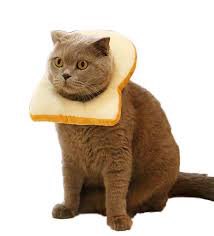 rahhead01's tweet photo. #ThingsYouShouldntPutOnToast cats https://t.co/uwgQ2LH5ZE