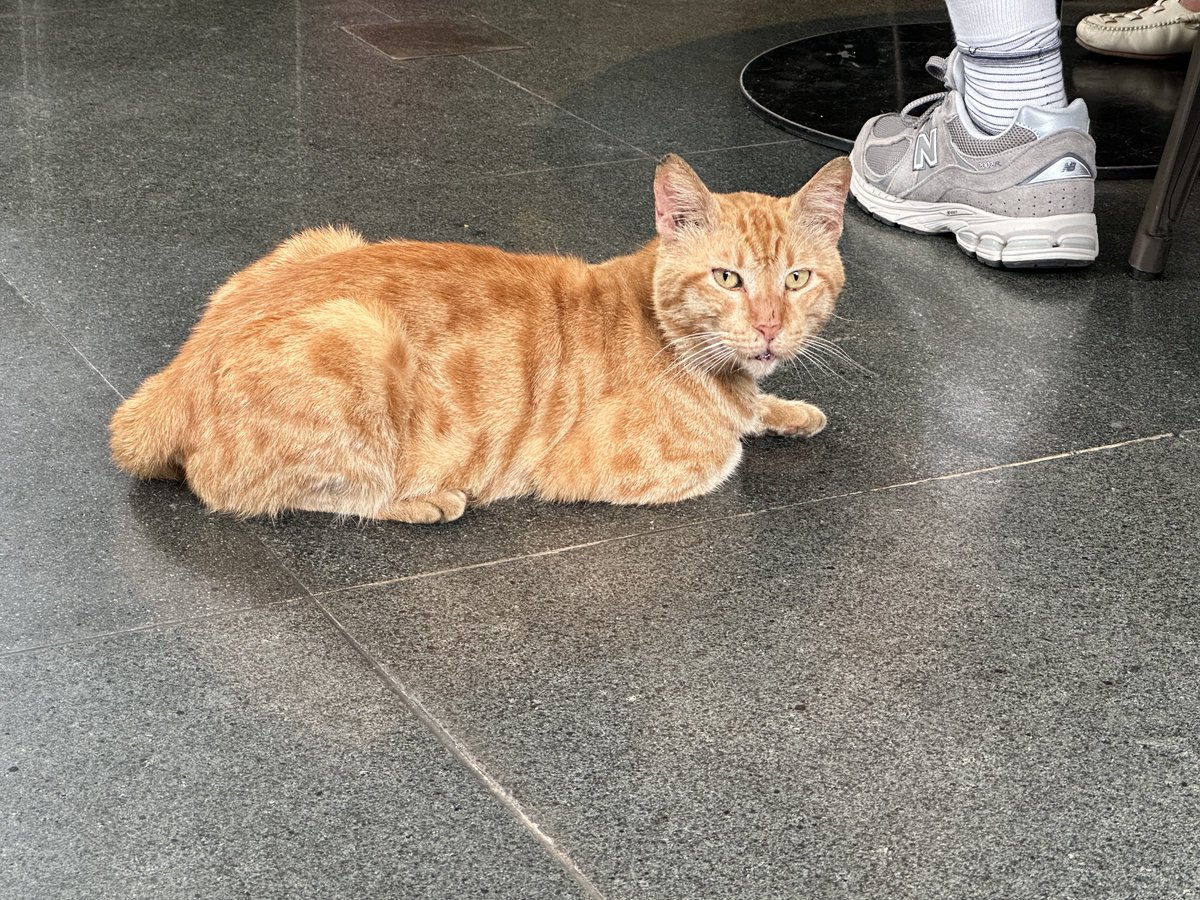 jimmygunawanapp's tweet image. #framebyframe #cat