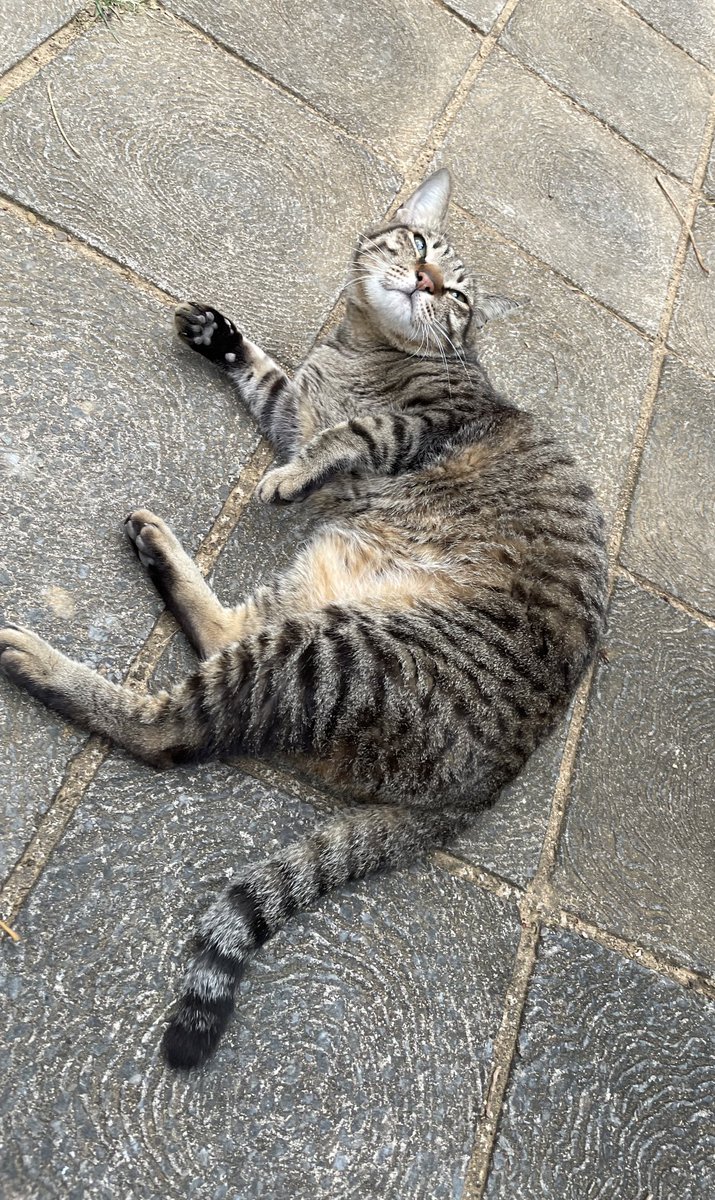 v_yyv8's tweet photo. お尻ぽんぽんされるのが好きな公園猫ﾁｬﾝ

＃散歩猫 https://t.co/yd21vCsM7g