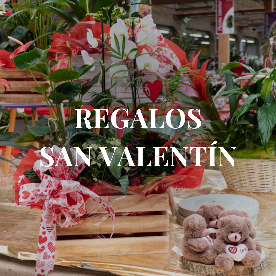 ViverosAznar's tweet photo. El mes del amor y la amistad llegó, y con ello los preciosos detalles que alegran a quién los recibe. En Viveros Aznar, tenemos los regaos perfectos, desde rosas individuales hasta grandes ramos y centros. ¡Te esperamos!
.
.
.
#floresaznar #vivero #zaragoza #regalo #sanvalentin https://t.co/RUZoOv3Szs