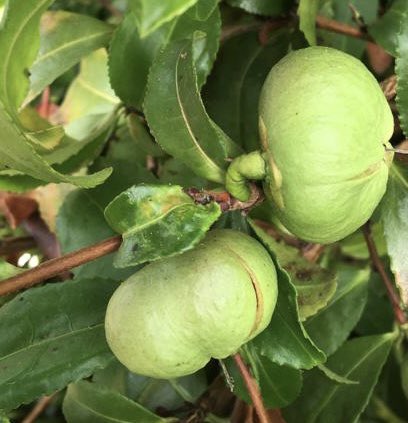 TeaGardenScot's tweet photo. Celebrating the tea seed (technically a seed pod about to yield its seed in this photo!) which is the start of many a cup of tea. https://t.co/sZ6XnCnSfn