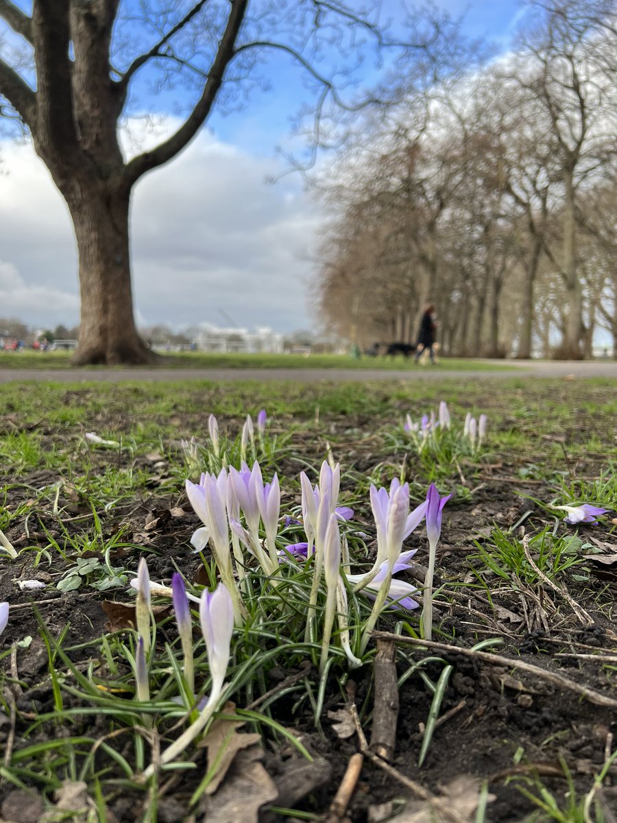 Today the first appearance of our purple crocuses 

x.com/wandsworthpark…

#springwatchWandsworthPark
