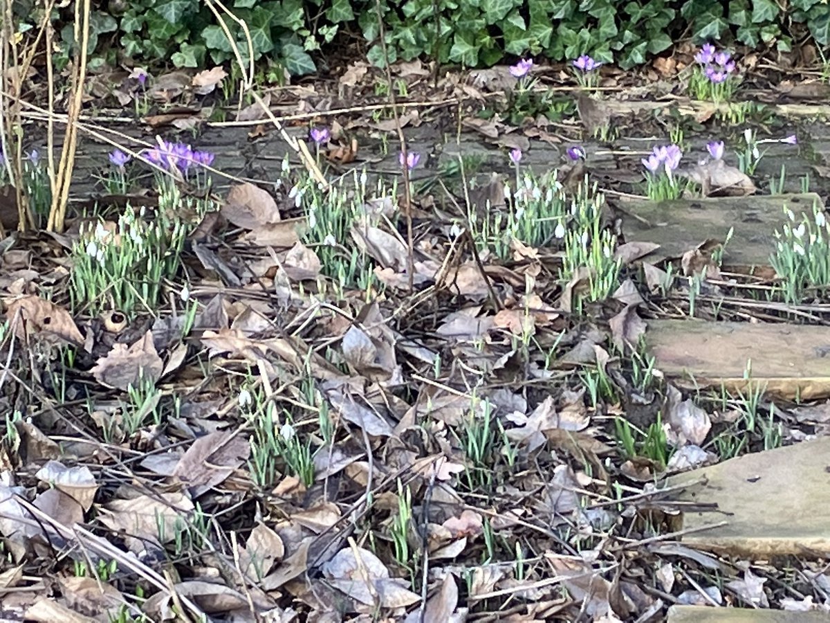 HarrySuilen's tweet photo. Ziet dat een klein beetje zon de eerste #crocussen en #sneeuwklokjes laat bloeien. https://t.co/z6fNEcTeoS