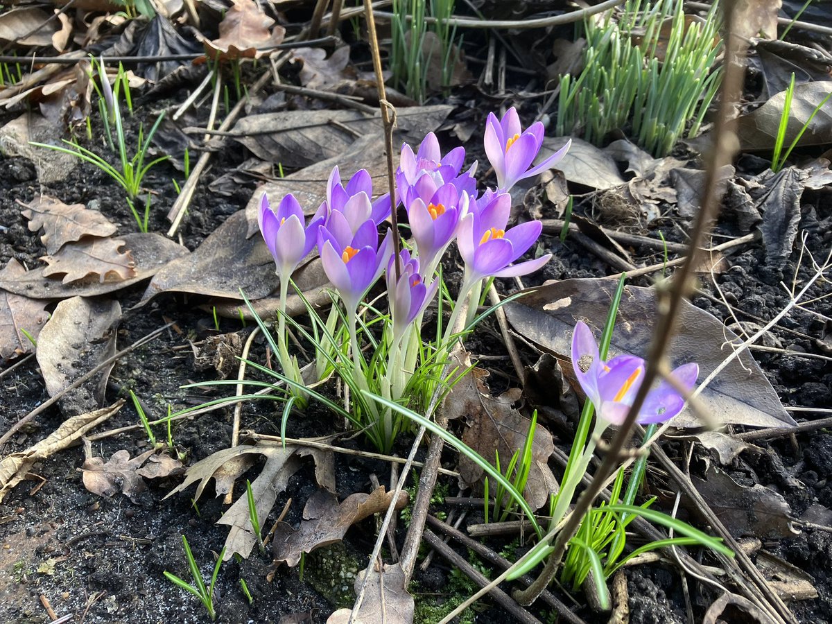 HarrySuilen's tweet photo. Ziet dat een klein beetje zon de eerste #crocussen en #sneeuwklokjes laat bloeien. https://t.co/z6fNEcTeoS