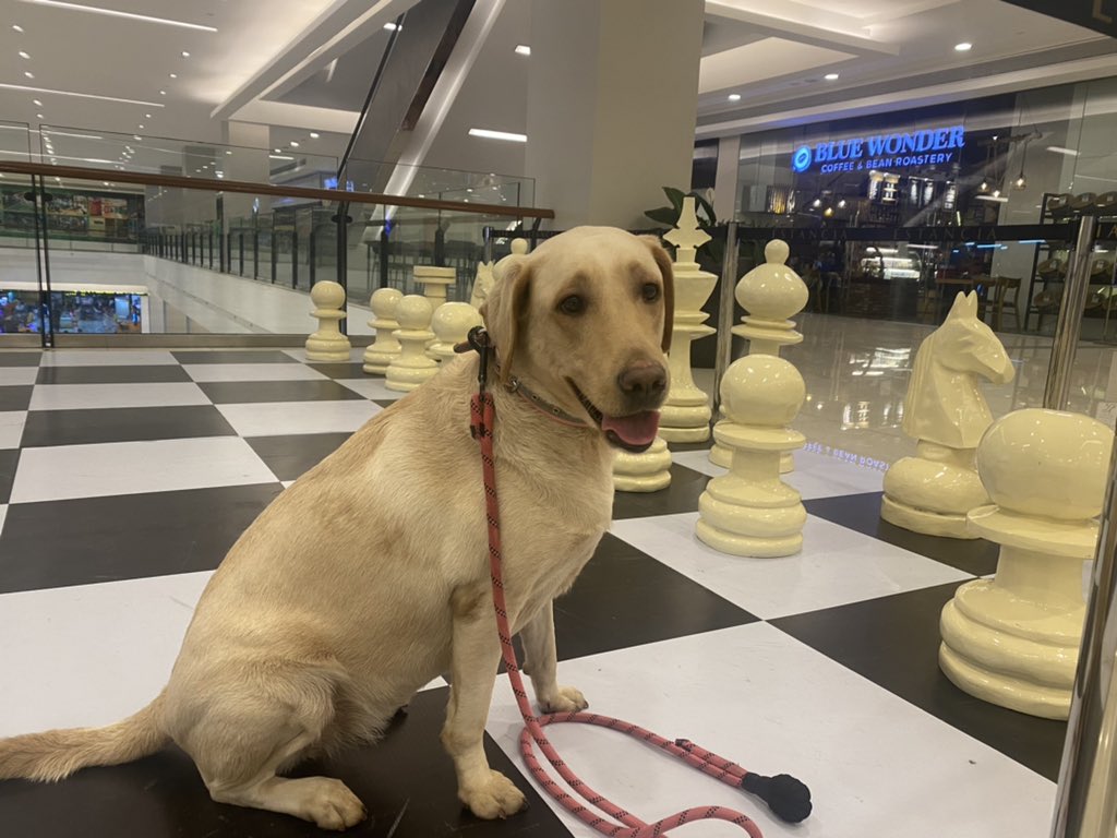 BellaExplora's tweet image. Apparently there is a new chess piece on the board… checkmate!!