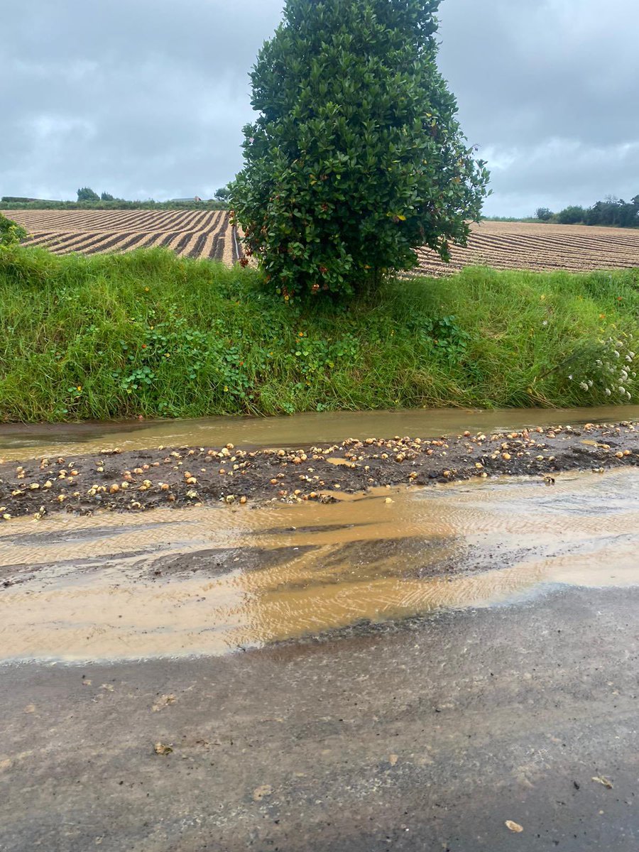 NickParrish6's tweet photo. Just back from NZ - The torrential rain in Pukekohe did a lot of damage to the windrowed onion crop! Not good for the growers. https://t.co/sh3G6xcLUZ
